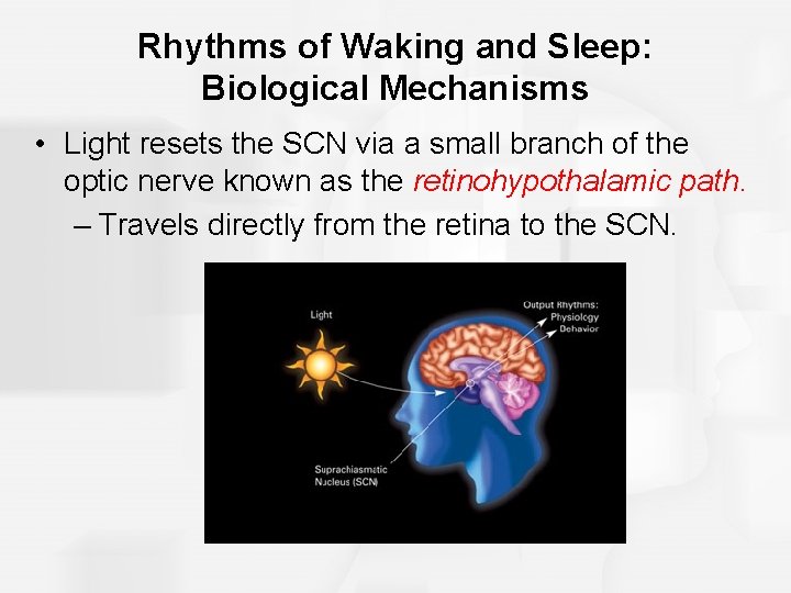 Rhythms of Waking and Sleep: Biological Mechanisms • Light resets the SCN via a
