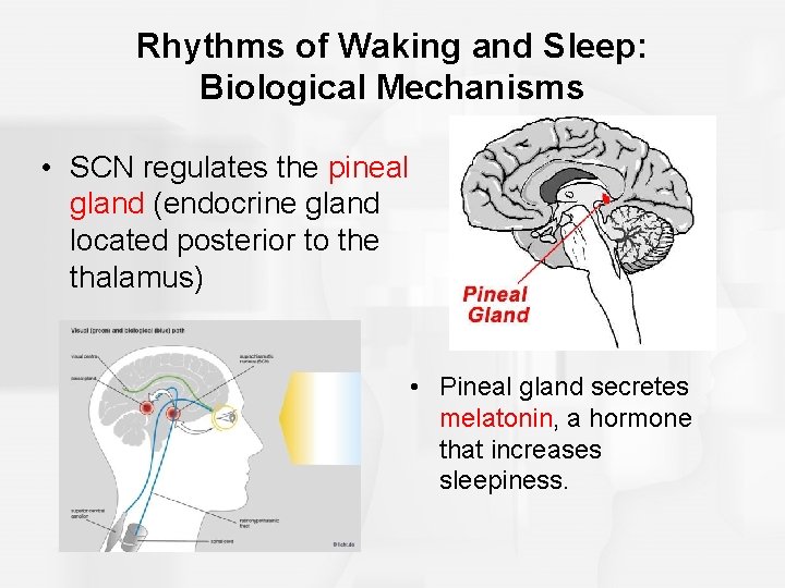 Rhythms of Waking and Sleep: Biological Mechanisms • SCN regulates the pineal gland (endocrine