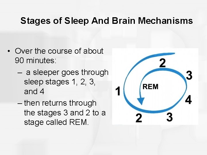 Stages of Sleep And Brain Mechanisms • Over the course of about 90 minutes: