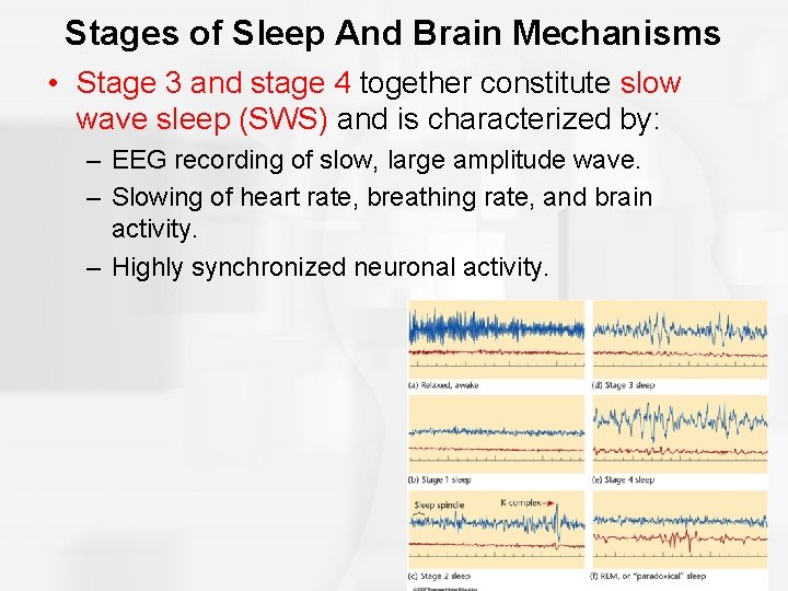 Stages of Sleep And Brain Mechanisms • Stage 3 and stage 4 together constitute