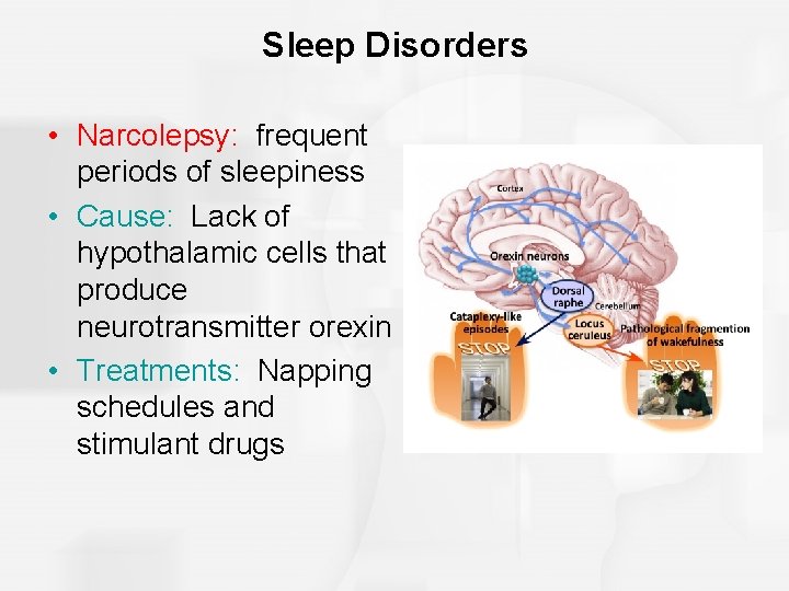 Sleep Disorders • Narcolepsy: frequent periods of sleepiness • Cause: Lack of hypothalamic cells