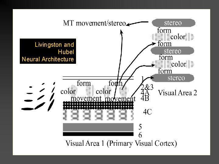 Livingston and Hubel Neural Architecture 