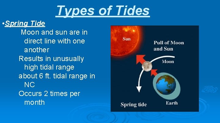 Types of Tides • Spring Tide Moon and sun are in direct line with