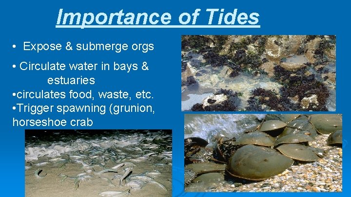 Importance of Tides • Expose & submerge orgs • Circulate water in bays &