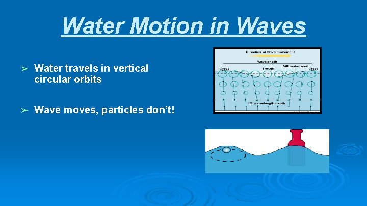 Water Motion in Waves ➢ Water travels in vertical circular orbits ➢ Wave moves,