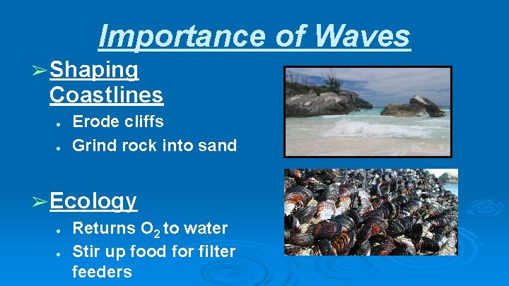 Importance of Waves ➢ Shaping Coastlines ● ● Erode cliffs Grind rock into sand