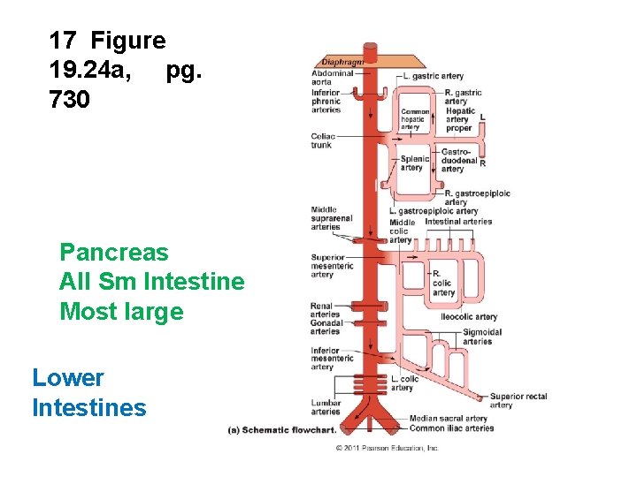 17 Figure 19. 24 a, pg. 730 Pancreas All Sm Intestine Most large Lower 17 Figure 19. 24 a, pg. 730 Pancreas All Sm Intestine Most large Lower