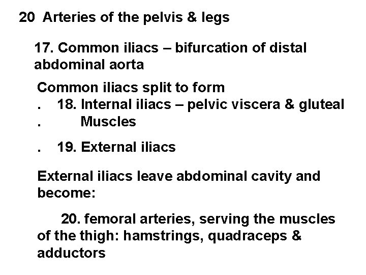 20 Arteries of the pelvis & legs 17. Common iliacs – bifurcation of distal 20 Arteries of the pelvis & legs 17. Common iliacs – bifurcation of distal