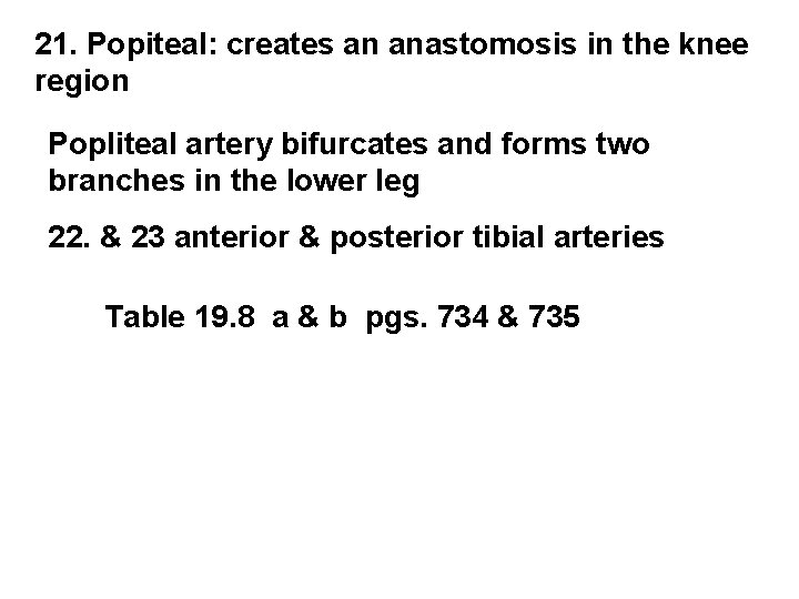 21. Popiteal: creates an anastomosis in the knee region Popliteal artery bifurcates and forms 21. Popiteal: creates an anastomosis in the knee region Popliteal artery bifurcates and forms