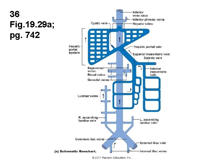 36 Fig. 19. 29 a; pg. 742 36 Fig. 19. 29 a; pg. 742