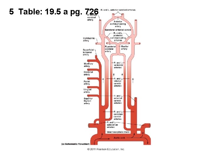 5 Table: 19. 5 a pg. 726 5 Table: 19. 5 a pg. 726