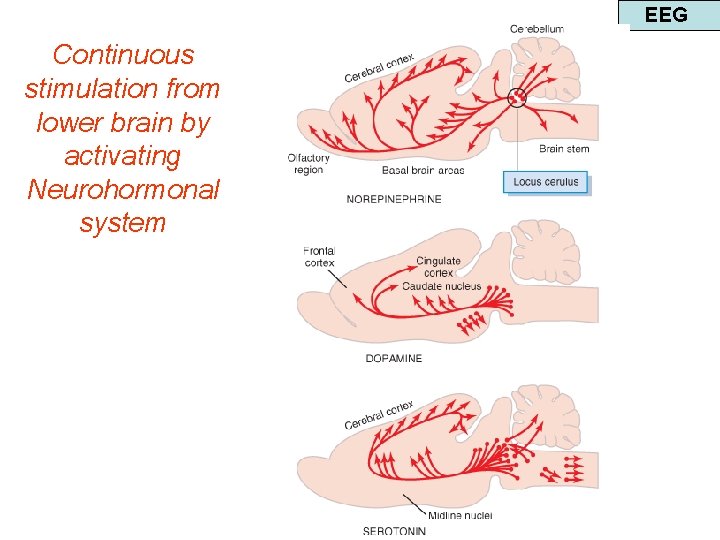 EEG Continuous stimulation from lower brain by activating Neurohormonal system 