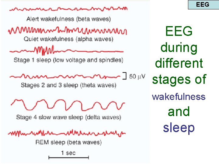 EEG during different stages of wakefulness and sleep 