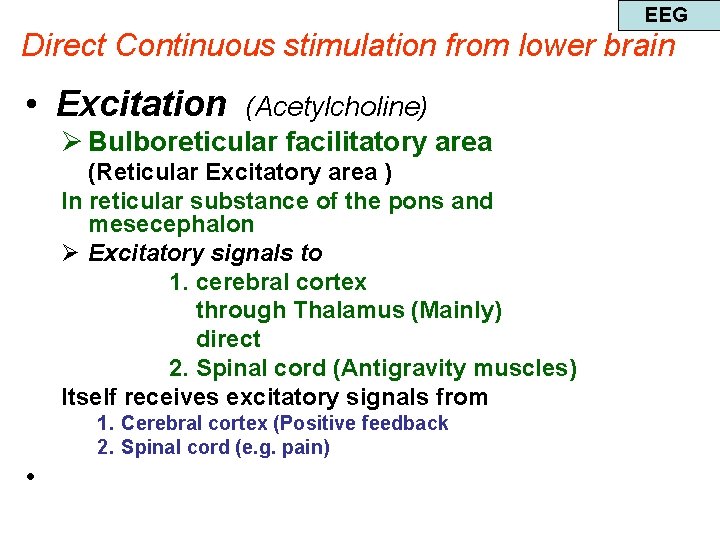 EEG Direct Continuous stimulation from lower brain • Excitation (Acetylcholine) Ø Bulboreticular facilitatory area