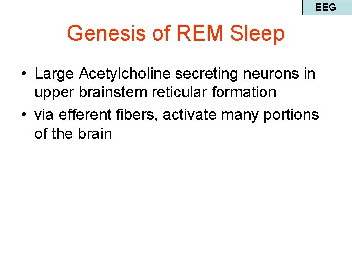 EEG Genesis of REM Sleep • Large Acetylcholine secreting neurons in upper brainstem reticular