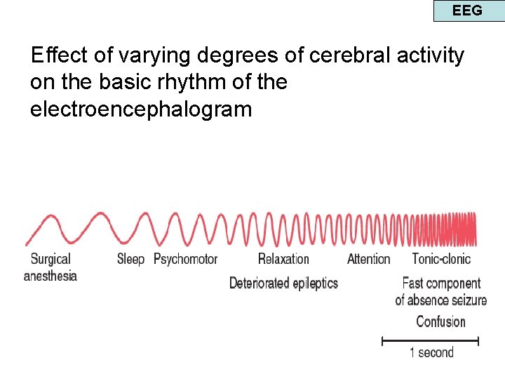 EEG Effect of varying degrees of cerebral activity on the basic rhythm of the