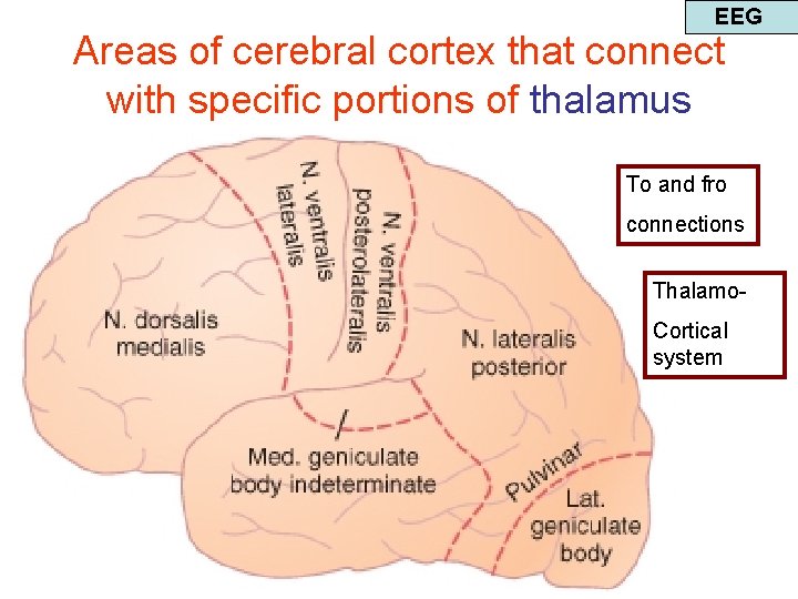 EEG Areas of cerebral cortex that connect with specific portions of thalamus To and