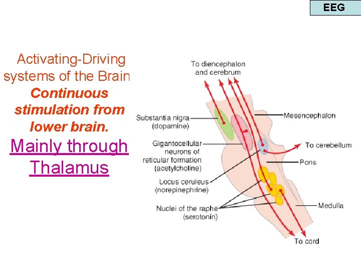 EEG Activating-Driving systems of the Brain. Continuous stimulation from lower brain. Mainly through Thalamus