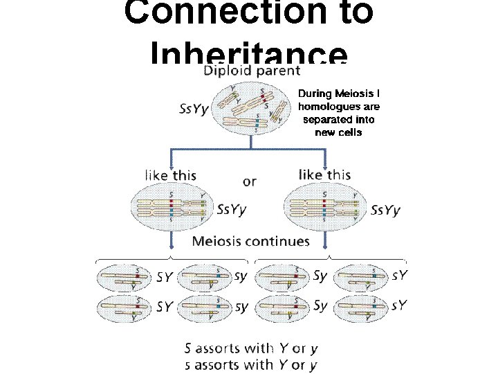 Connection to Inheritance 