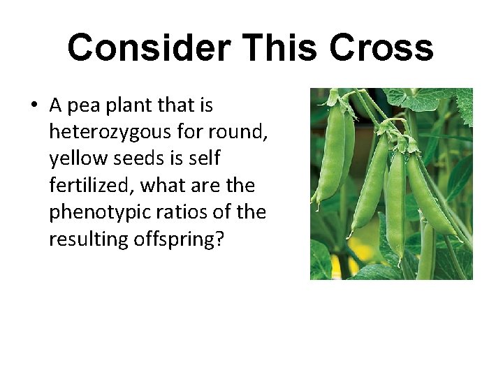 Consider This Cross • A pea plant that is heterozygous for round, yellow seeds Consider This Cross • A pea plant that is heterozygous for round, yellow seeds