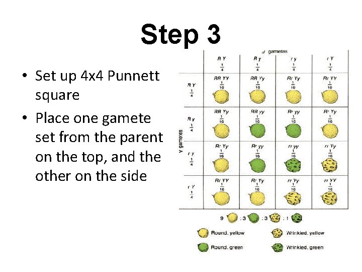 Step 3 • Set up 4 x 4 Punnett square • Place one gamete