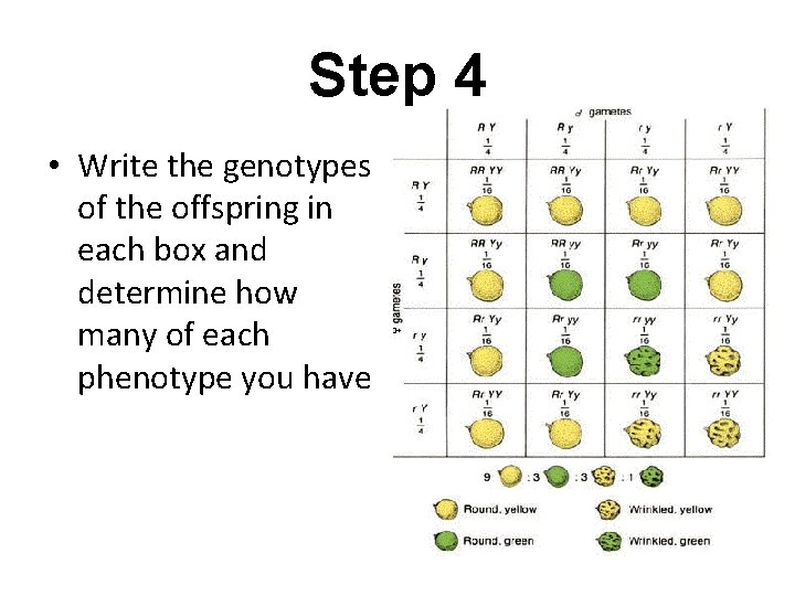 Step 4 • Write the genotypes of the offspring in each box and determine