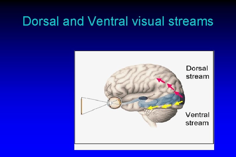 Dorsal and Ventral visual streams 