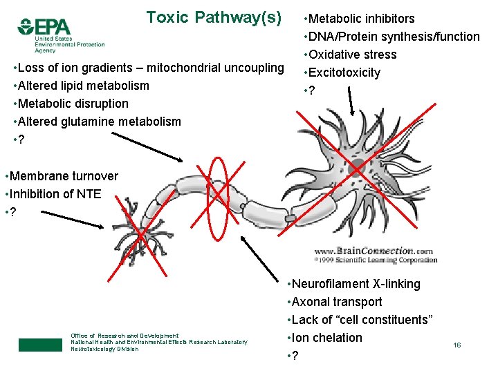 Toxic Pathway(s) • Loss of ion gradients – mitochondrial uncoupling • Altered lipid metabolism