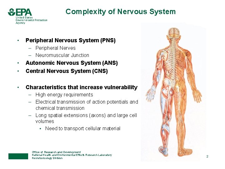 Complexity of Nervous System • Peripheral Nervous System (PNS) – Peripheral Nerves – Neuromuscular