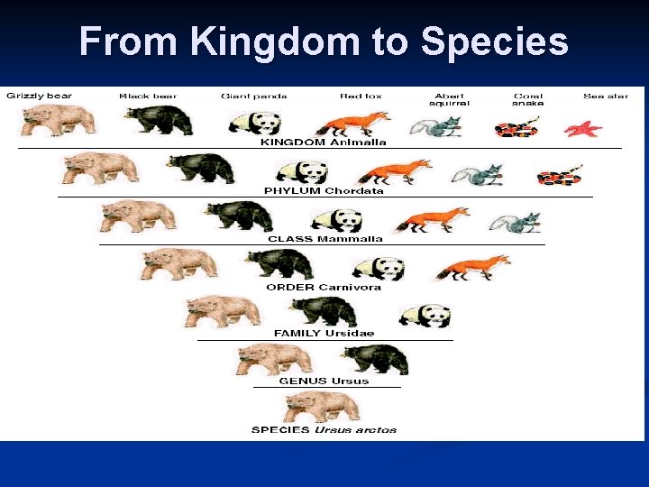 From Kingdom to Species From Kingdom to Species