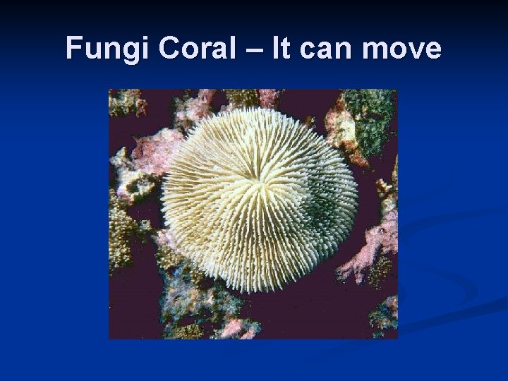 Fungi Coral – It can move Fungi Coral – It can move