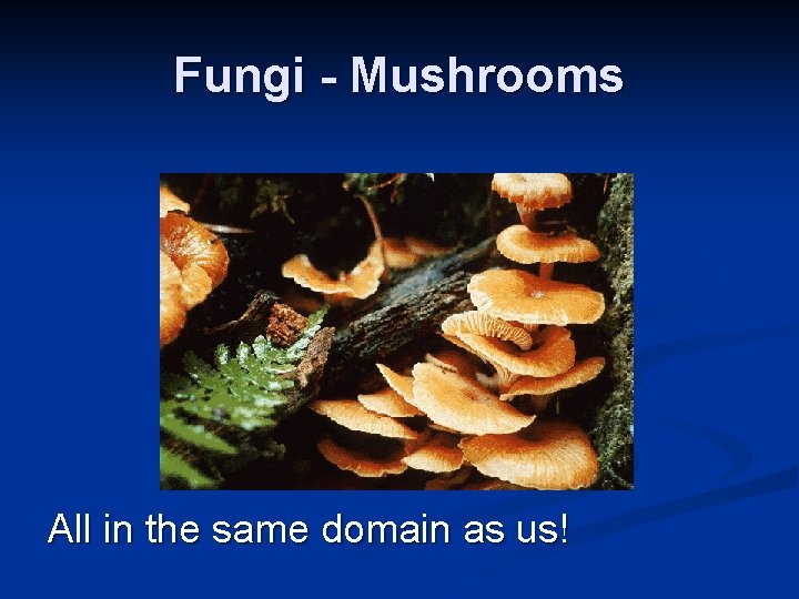 Fungi - Mushrooms All in the same domain as us! Fungi - Mushrooms All in the same domain as us!