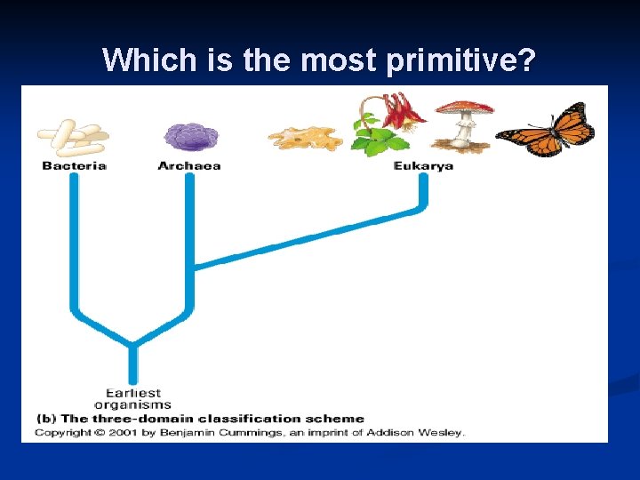 Which is the most primitive? Which is the most primitive?