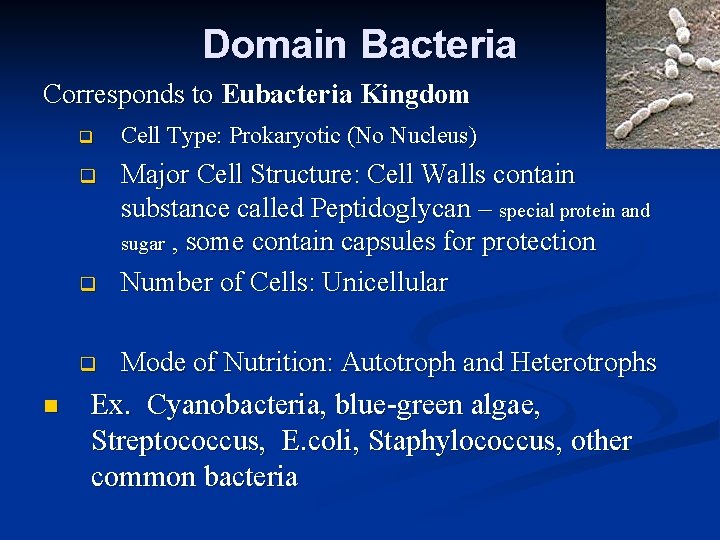 Domain Bacteria Corresponds to Eubacteria Kingdom n q Cell Type: Prokaryotic (No Nucleus) q Domain Bacteria Corresponds to Eubacteria Kingdom n q Cell Type: Prokaryotic (No Nucleus) q