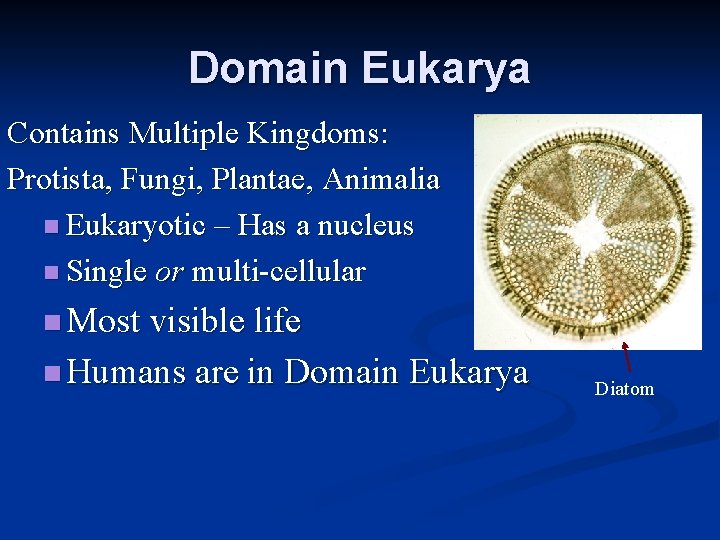 Domain Eukarya Contains Multiple Kingdoms: Protista, Fungi, Plantae, Animalia n Eukaryotic – Has a Domain Eukarya Contains Multiple Kingdoms: Protista, Fungi, Plantae, Animalia n Eukaryotic – Has a