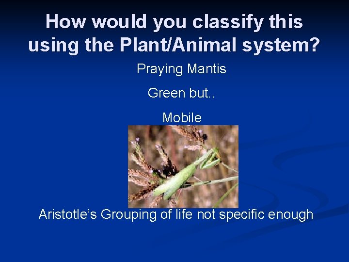 How would you classify this using the Plant/Animal system? Praying Mantis Green but. . How would you classify this using the Plant/Animal system? Praying Mantis Green but. .