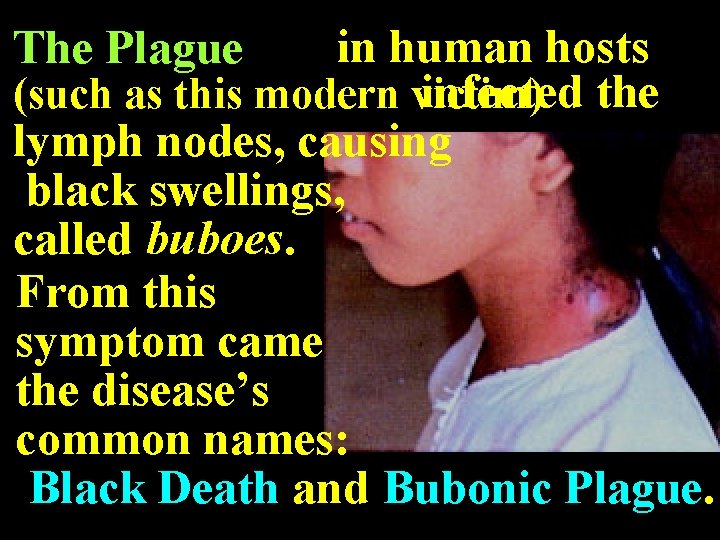 in human hosts infected the (such as this modern victim) lymph nodes, causing black