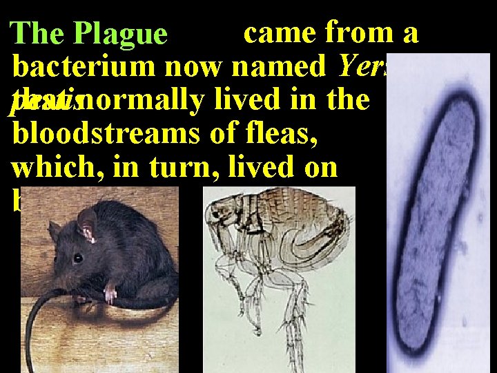 came from a The Plague bacterium now named Yersinia that normally lived in the