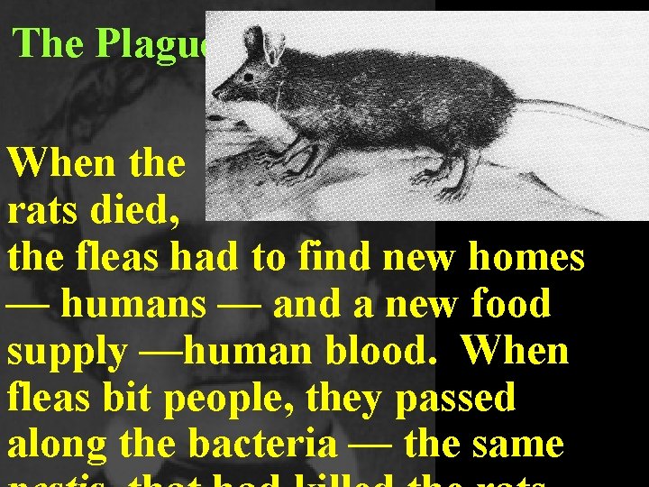 The Plague When the rats died, the fleas had to find new homes —