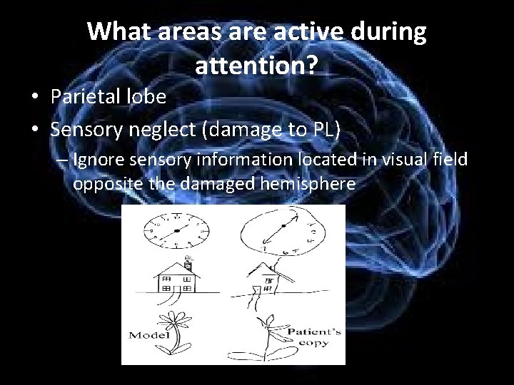 What areas are active during attention? • Parietal lobe • Sensory neglect (damage to