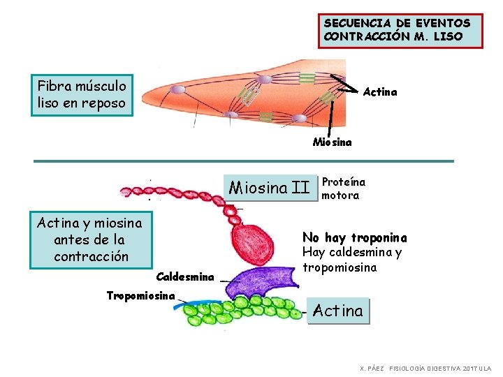 SECUENCIA DE EVENTOS CONTRACCIÓN M. LISO Fibra músculo liso en reposo Actina Miosina II