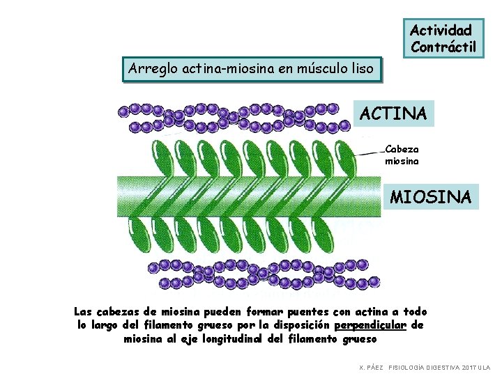 Actividad Contráctil Arreglo actina-miosina en músculo liso ACTINA Cabeza miosina MIOSINA Las cabezas de