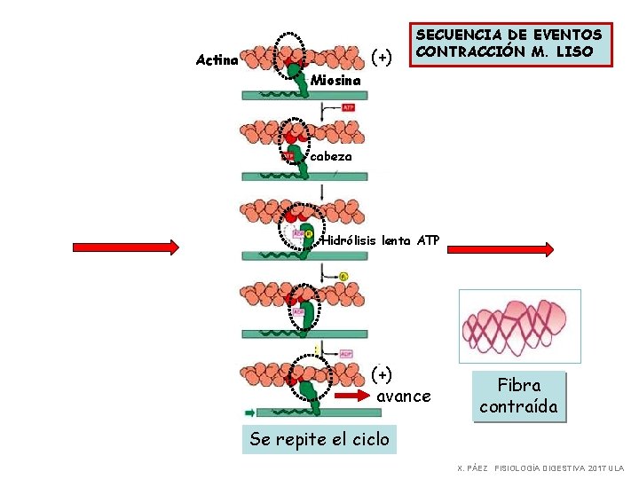 (+) Actina SECUENCIA DE EVENTOS CONTRACCIÓN M. LISO Miosina cabeza Hidrólisis lenta ATP (+)