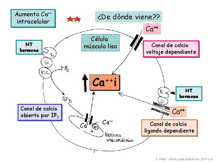 Aumento Ca++ intracelular NT hormona ¿De dónde viene? ? ** Ca++ Célula músculo liso