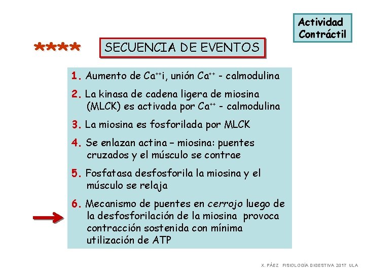 **** Actividad Contráctil SECUENCIA DE EVENTOS 1. Aumento de Ca++i, unión Ca++ - calmodulina