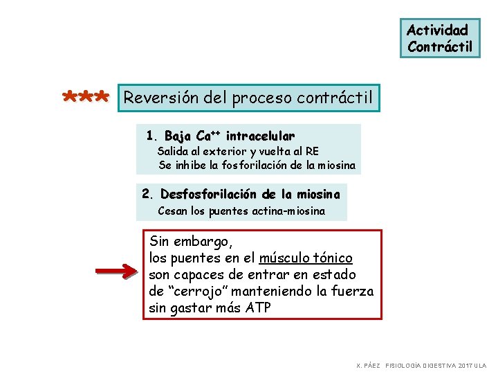 Actividad Contráctil *** Reversión del proceso contráctil 1. Baja Ca++ intracelular Salida al exterior