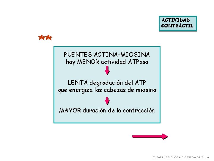 ACTIVIDAD CONTRÁCTIL ** PUENTES ACTINA-MIOSINA hay MENOR actividad ATPasa LENTA degradación del ATP que