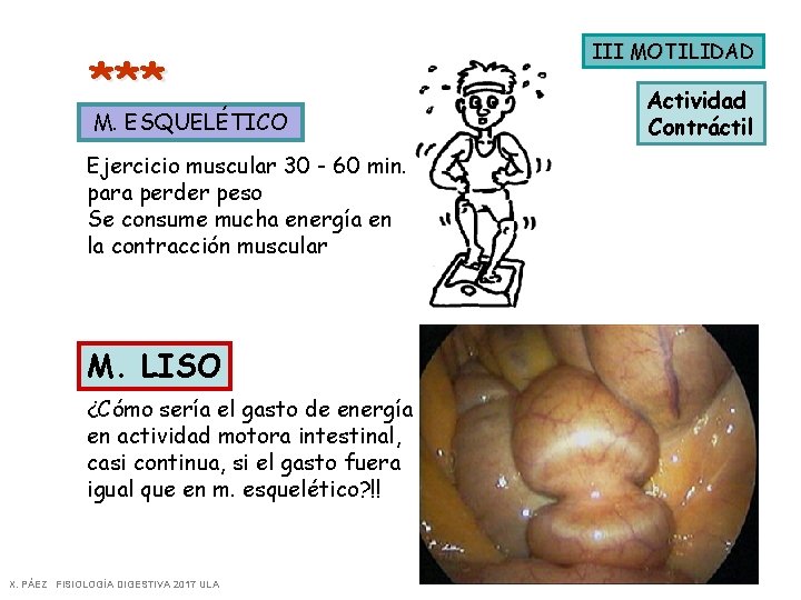 *** M. ESQUELÉTICO Ejercicio muscular 30 - 60 min. para perder peso Se consume