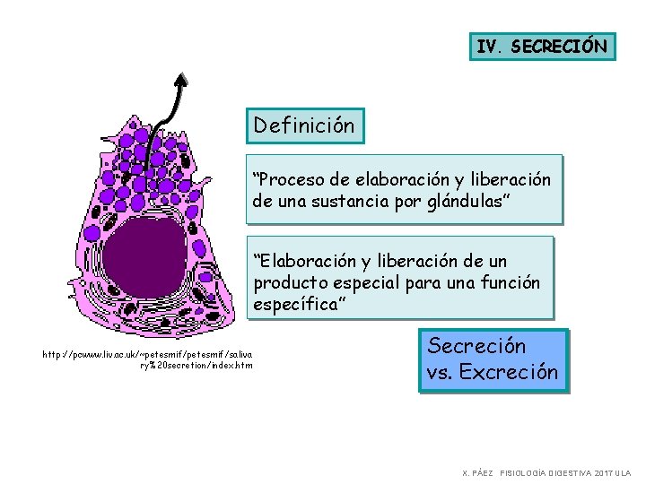 IV. SECRECIÓN Definición “Proceso de elaboración y liberación de una sustancia por glándulas” “Elaboración