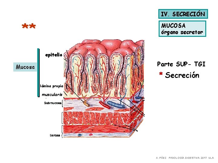 IV. SECRECIÓN ** MUCOSA órgano secretor epitelio Parte SUP- TGI Mucosa * Secreción lámina